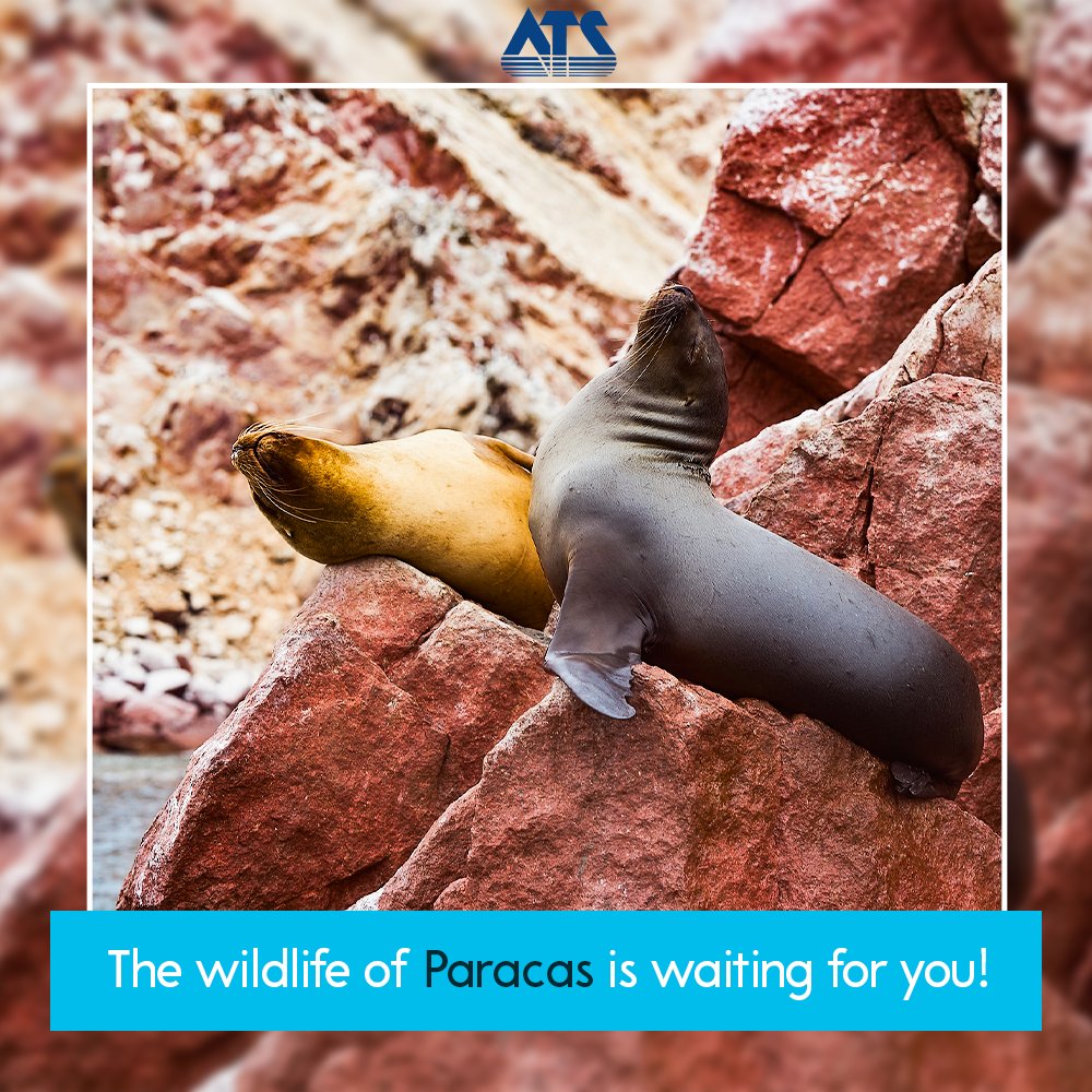 AtlantisTravelM's tweet photo. The most amazing trip to Paracas! Including visits to The Nazca Lines and Ballesta Islands. Call us at (305) 222-9993 and ask for pricing!
#ats #package #Paracas #trip #travelpic #travelworld #travellers #wow #traveling https://t.co/s334PfkD2k