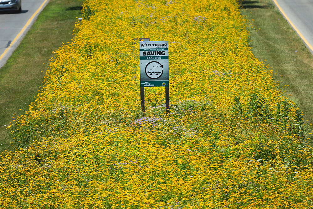 ToledoZoo's tweet photo. It’s #feelgoodfriday! This week is all about our Wild Toledo Prairie Initiative. Since 2014, Your Zoo has turned 40+ acres of abandoned/unused lots into environmentally beneficial prairies that decrease CO2 &amp; runoff, provide food &amp; habitat &amp; resting spots for migratory birds. https://t.co/mNzWazIkR4