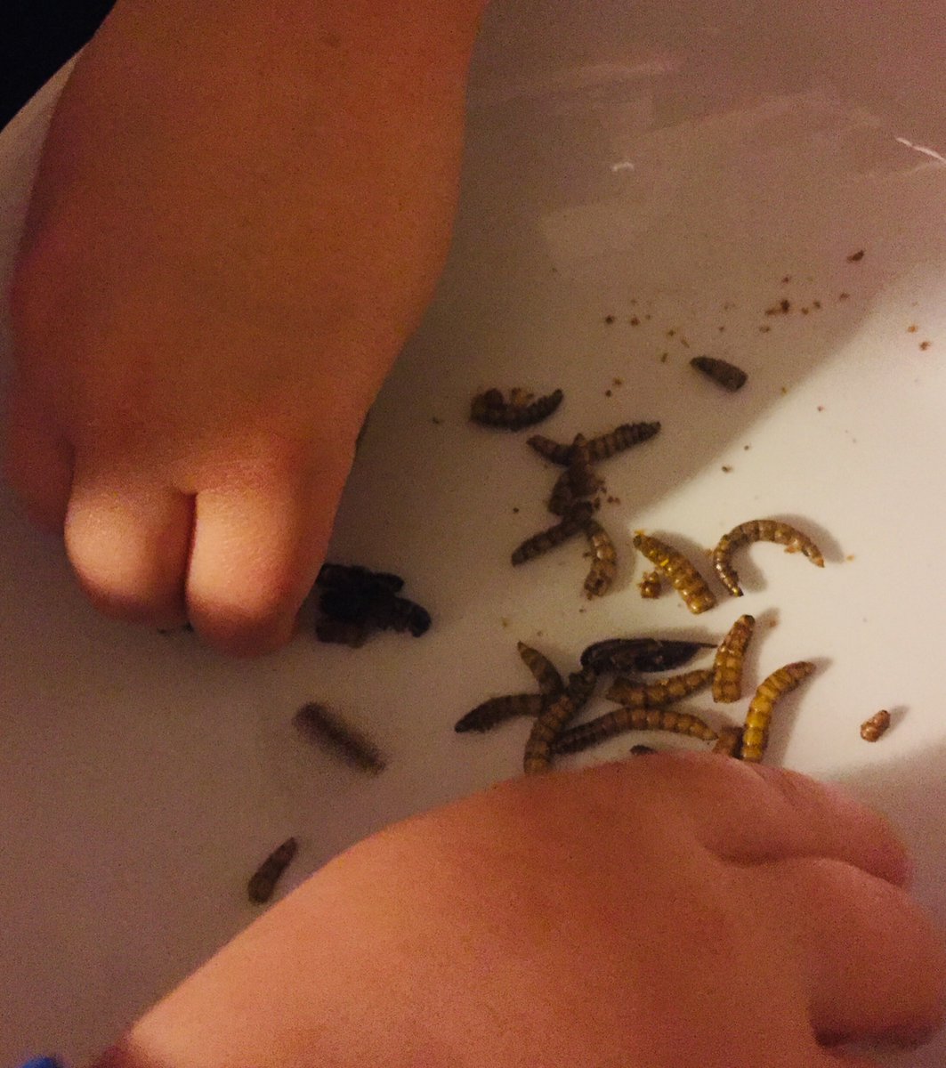 Bryony Williams (@bryonywilliam18) on Twitter photo Exciting new Marie Curie ITN Early Stage Researcher post working on pathogens in insects reared for food and feed at <a href="/UoEBiosciences/">Exeter Biosciences</a> with <a href="/insectdoctors/">insectdoctors</a> <a href="/uni_copenhagen/">University of Copenhagen</a> and <a href="/EntecNutrition/">Entec Nutrition</a> jobs.exeter.ac.uk/hrpr_webrecrui… Exciting new Marie Curie ITN Early Stage Researcher post working on pathogens in insects reared for food and feed at <a href="/UoEBiosciences/">Exeter Biosciences</a> with <a href="/insectdoctors/">insectdoctors</a> <a href="/uni_copenhagen/">University of Copenhagen</a> and <a href="/EntecNutrition/">Entec Nutrition</a> jobs.exeter.ac.uk/hrpr_webrecrui…