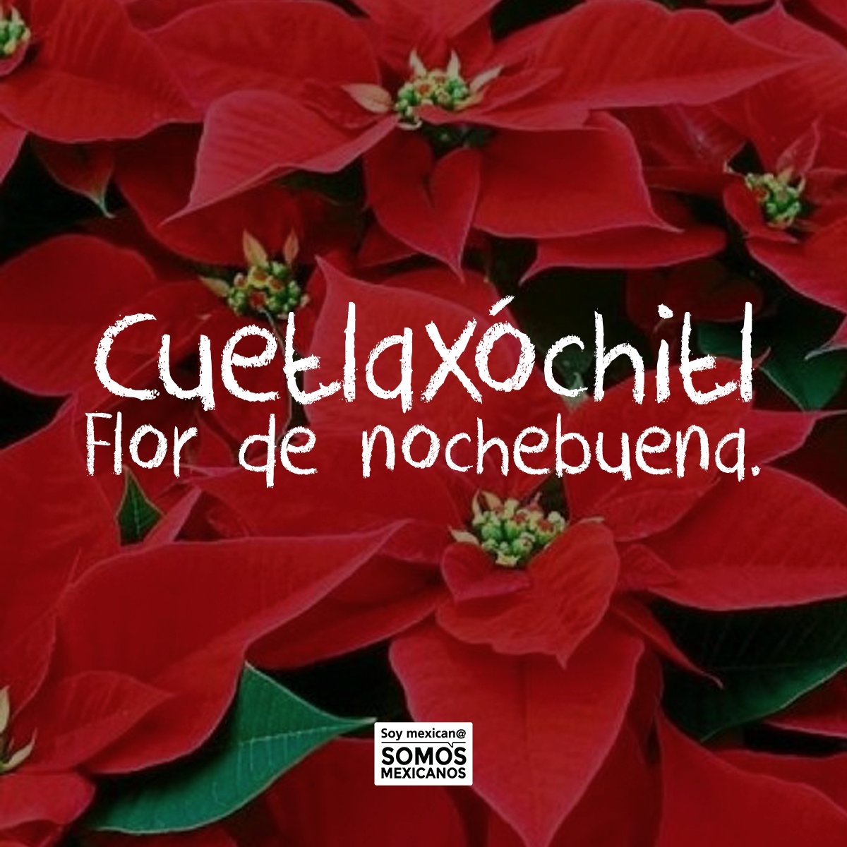 SomosMxOficial's tweet photo. ¿Sabias qué los aztecas la consideraban un símbolo de pureza? 🌺☀
#FelizViernes #NocheBuena #YoAmoCDMX 💜🇲🇽 https://t.co/T4LxFTTUd7
