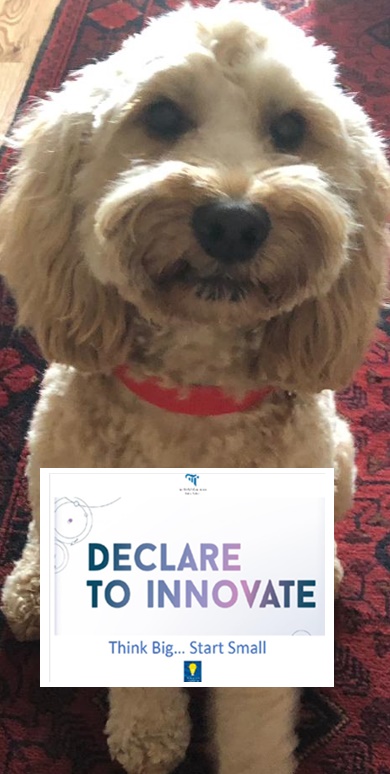CourtsServiceIE's tweet photo. As Innovation Week draws to a close, we reflect on some of the highlights. Remember Innovation is not just for Christmas! @CourtsServiceIE have Declared to Innovate and even some of our pets are on board! #InnovationWeek #InnovativePets #Stitch #Archie #MrBertie #Louis https://t.co/sHxua7Oif0