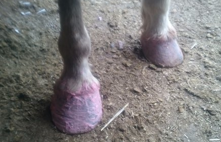 Ecohoof's tweet photo. Don't let your horse muddy legs
Let them have Nice Pink Legs instead.
#MagicInAPot
#ItsNotJustForHoofsUknow
Pink Hoof Clay the must have product for every tack box. https://t.co/2fT3VjOOhx