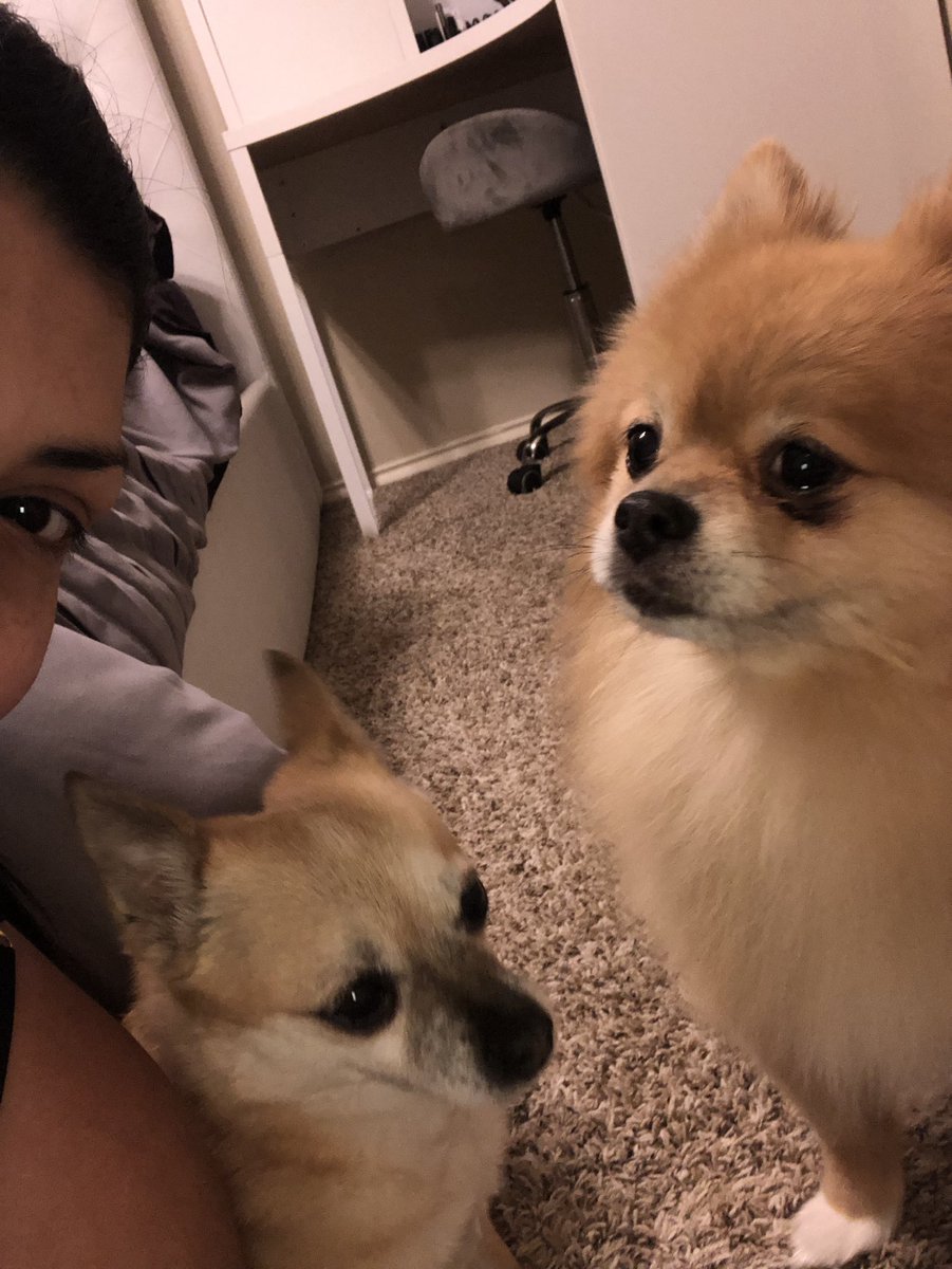 NatashaGeigel's tweet image. Sake and Rampage were raised in the streets of ##nyc  they👏🏽don’t👏🏽play 🤣 #littledogproblems #bigego #defendersofthehouse #chihuahua #pomeranian