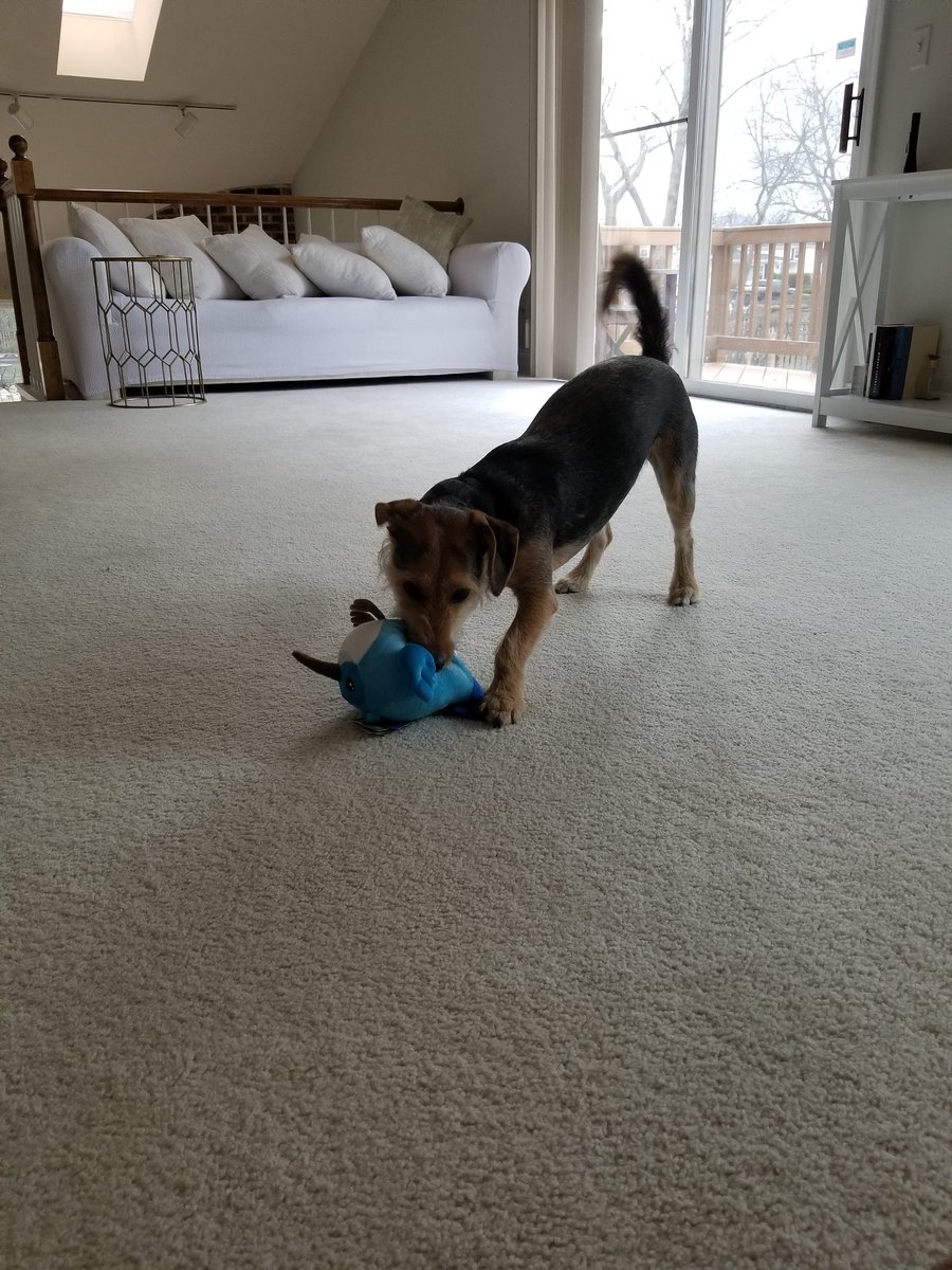 dev_gigi's tweet photo. @nlycskn Have a safe trio home. My #dashlet made it safe to Chicago then this happened. Fyi, he survived with no harm. https://t.co/NdrMrx8rR0