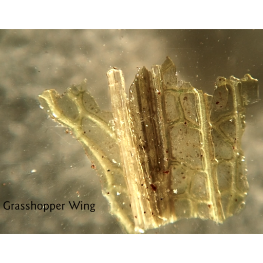 MyLivingWorldUK's tweet photo. Our Pocket Microscope magnifies 30 times using precision optics! 🔬

When you unfold the microscope, the light automatically illuminates the area in front of the lens, this will be an invaluable companion for anyone interested in nature studies!

https://t.co/fvxLNJrDtW https://t.co/kvANoX6LC6