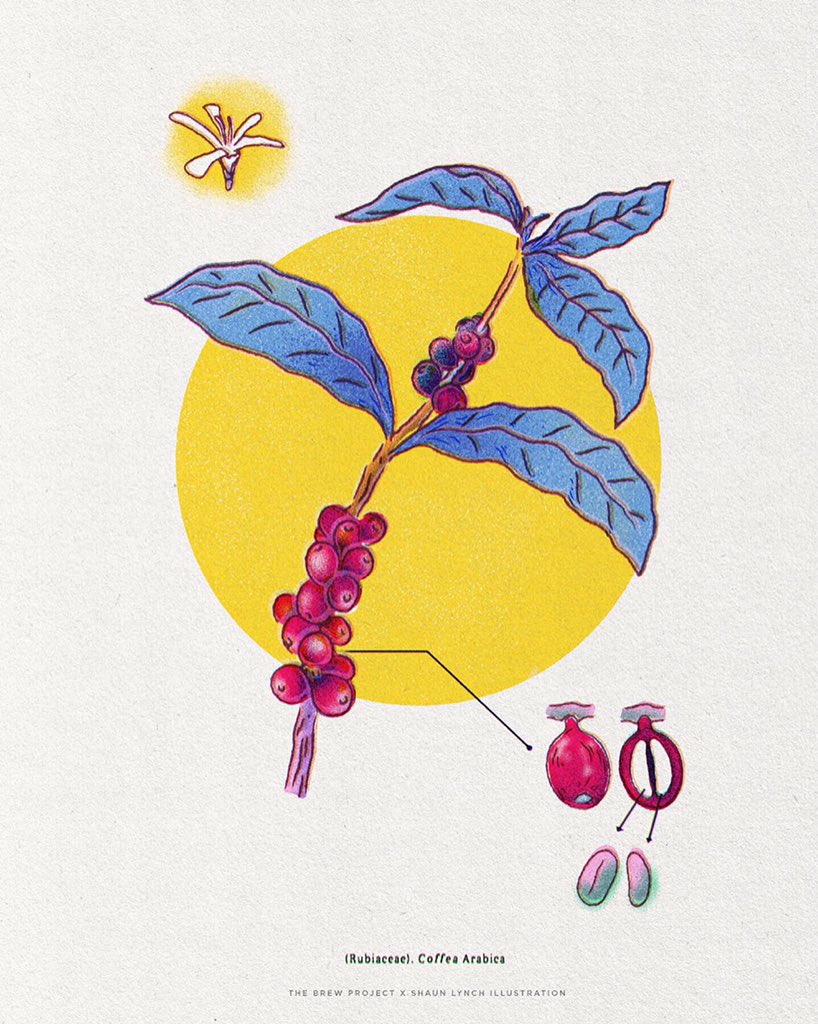 SjWtoil's tweet photo. @TheNoisyPencil Got a botanical print of a coffee plant selling through the brew project (order before 18th for delivery before christmas) https://t.co/HlBlfiZlrd https://t.co/rQJYoisMpV