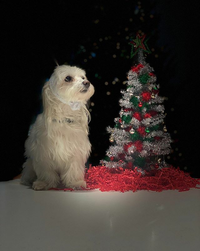 sixthriver's tweet image. It’s the most wonderful time of the year 🎶 
We had so much fun decorating our tree with the help of one very special little reindeer!🎄✨🎁 ⠀⠀⠀⠀⠀⠀⠀⠀⠀⠀⠀⠀
#TBGHolidayHH #TheBurtGroup ift.tt/2EdPYpJ