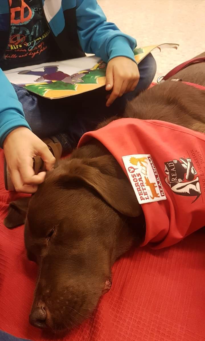 Humanymal's tweet image. ¡Los viernes son de "Patas y Libros! Esta tarde lo hemos pasado en grande leyendo nuestros #libros libros favoritos a Choco y Julieta en la Biblioteca Azorín de #Alicante ¿Cuándo volvemos? ❤️🐶 #animales