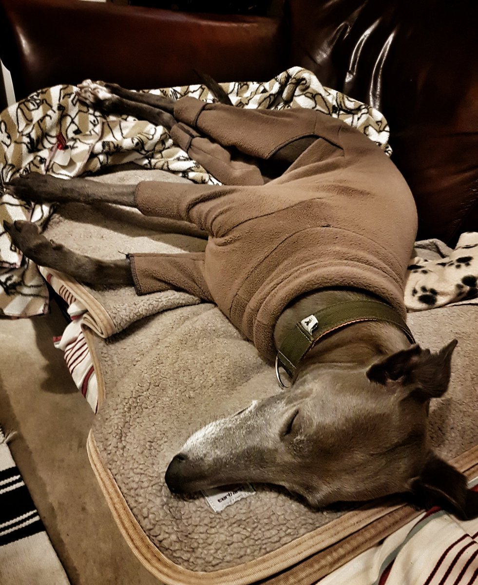 Isis_Whippet's tweet image. #makingdo