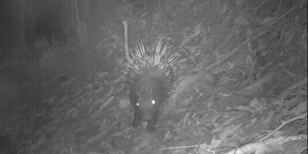 NationalZoo's tweet photo. ๐ธ Shake, shake, shake! Malayan porcupines will shake their hollow quills when they feel threatened in an attempt to startle the threat. Our scientists caught this porcupine in their #CameraTrap in Borneo. #ConservationCam https://t.co/vLaU1hXhCu