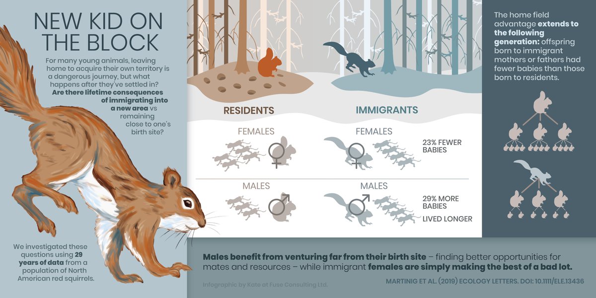Infographic on the effect of dispersal on red squirrel fitness. Males benefit from venturing far from their birth site – finding better opportunities for mates and resources – while females are simply making the best of a bad lot. Females have more offspring if they settle near their birth site. 