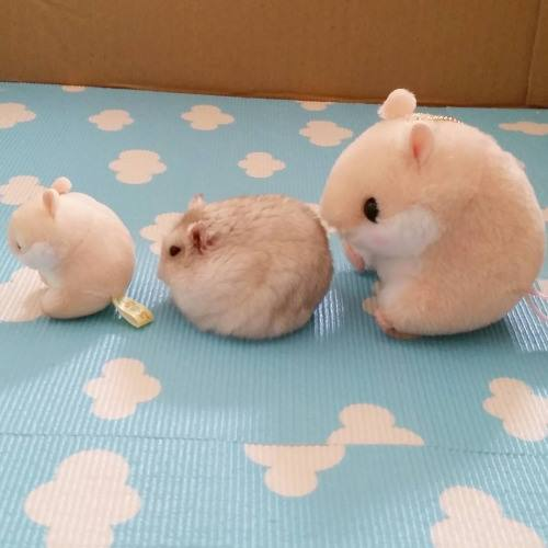 hamster tweet media
