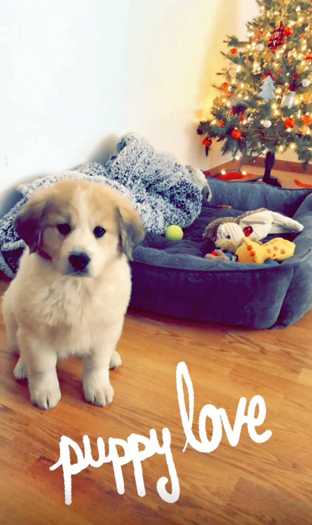hngrund's tweet photo. He melts our hearts! #JackDog #OurLittleFluffBall #PuppyLove https://t.co/eppt8KW1BZ