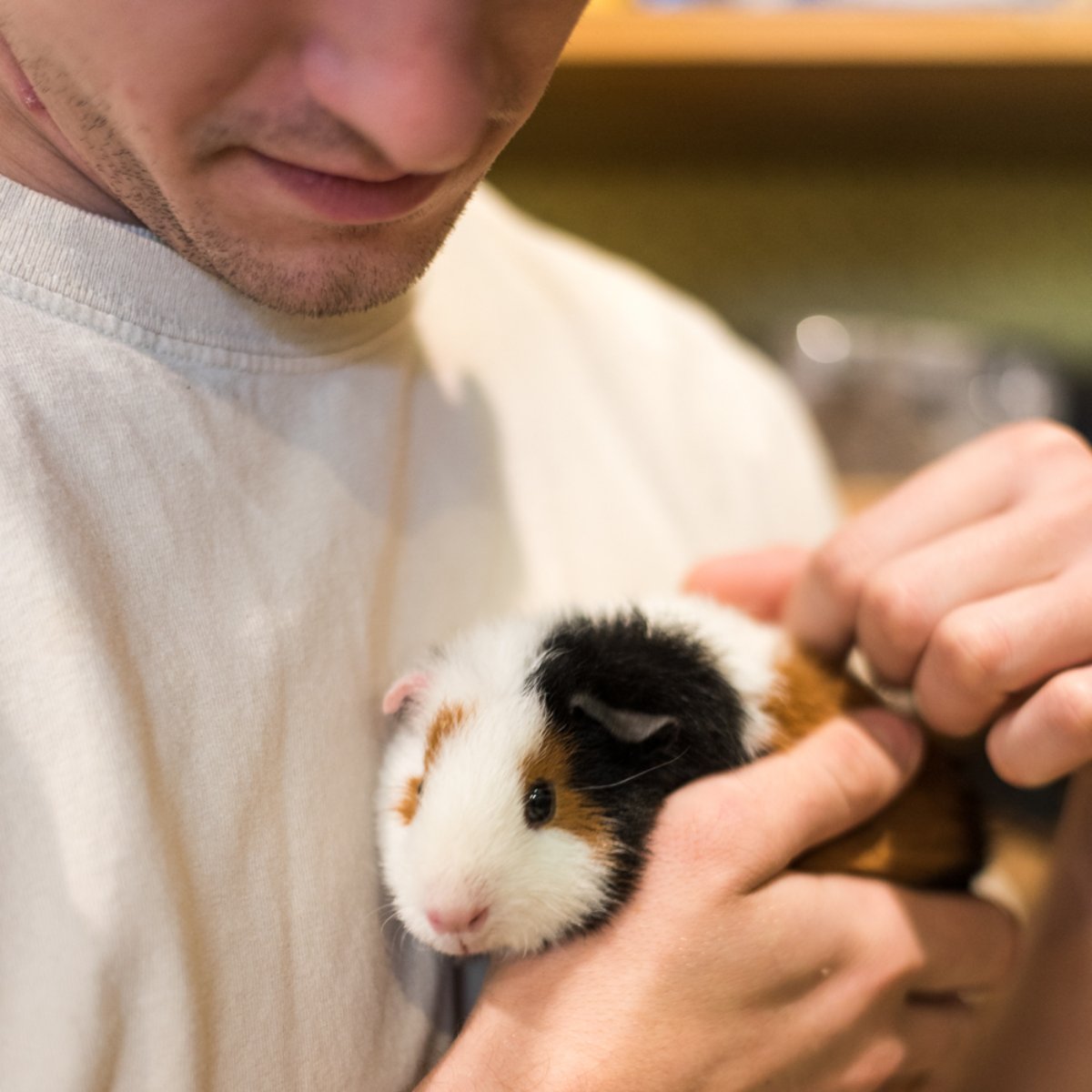 PetsGenStore's tweet image. Let's not forget about the little guys like him out there -- they need caring homes too.