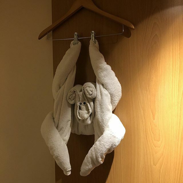n8vedder's tweet photo. I love it when housekeeping make funny models out of the towels 🤘🥳 https://t.co/kMJJot1Vvb https://t.co/L5rNbpHj1t