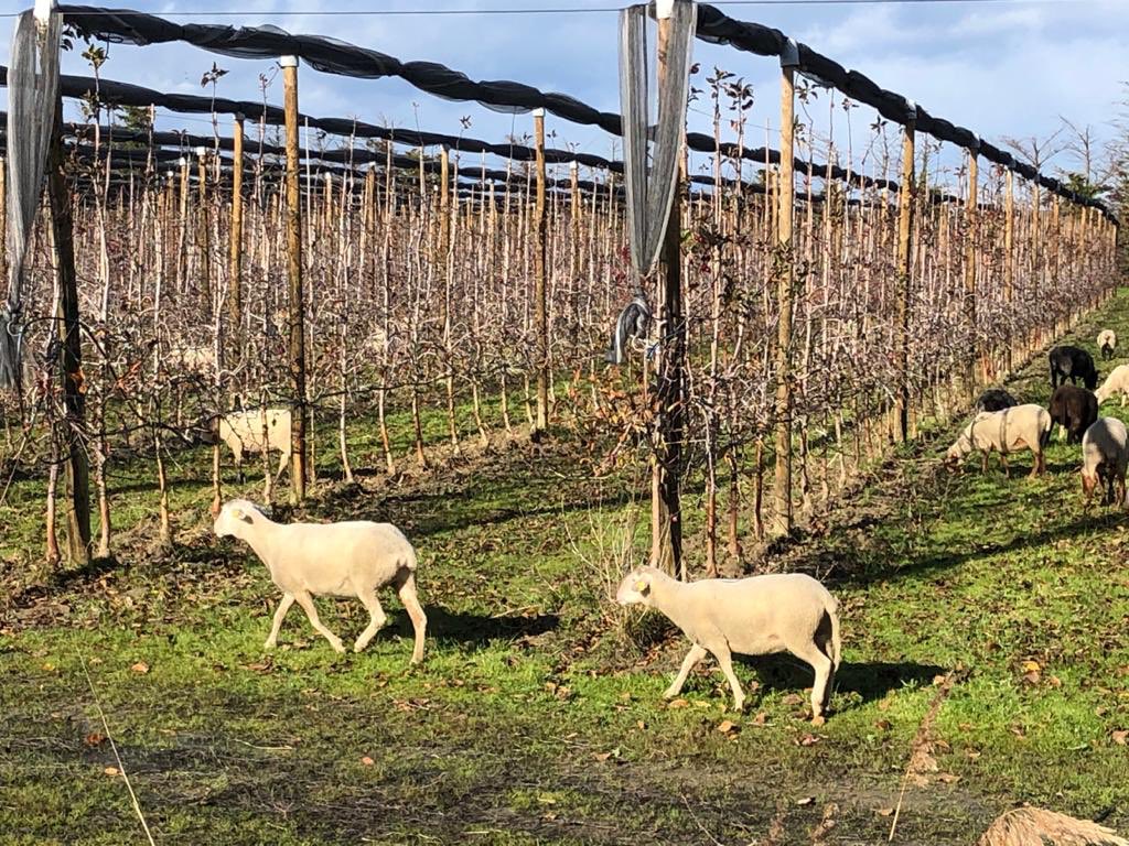 Les moutons sont de retour dans nos vergers pour la deuxième année consécutive  🍎🐏😀. Cette année encore plus de 500 moutons vont "pâturer" dans nos vergers afin d'entretenir l'enherbement naturellement #biobymesfruits #lebonheurestdansleverger