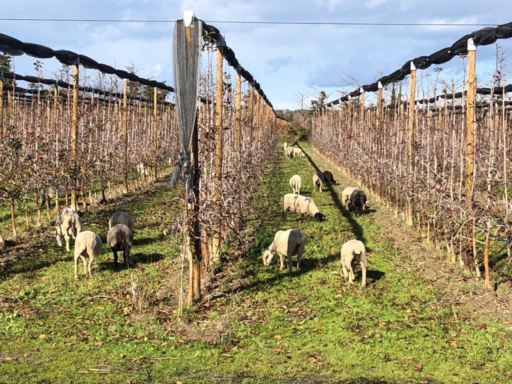mesfruits's tweet photo. Les moutons sont de retour dans nos vergers pour la deuxième année consécutive  🍎🐏😀. Cette année encore plus de 500 moutons vont "pâturer" dans nos vergers afin d'entretenir l'enherbement naturellement #biobymesfruits #lebonheurestdansleverger https://t.co/9mJDvIX5AF