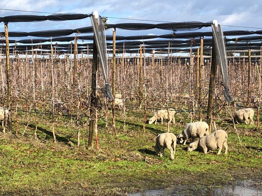 mesfruits's tweet photo. Les moutons sont de retour dans nos vergers pour la deuxième année consécutive  🍎🐏😀. Cette année encore plus de 500 moutons vont "pâturer" dans nos vergers afin d'entretenir l'enherbement naturellement #biobymesfruits #lebonheurestdansleverger https://t.co/9mJDvIX5AF