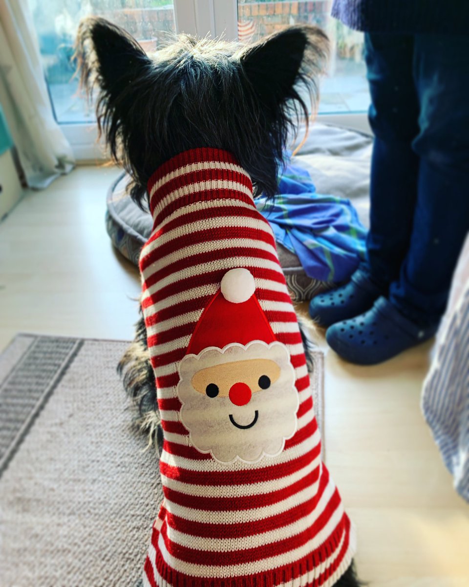 Happy Christmas Jumper Day!🎄❄️⛄️ 

#christmas #christmasjumperday2019 #xmas #christmasjumper #tripoddog #tripawdsofinstagram #dog #christmasjumperday #dogsofinstagram #dogstagram #doglovers @savechildrenuk