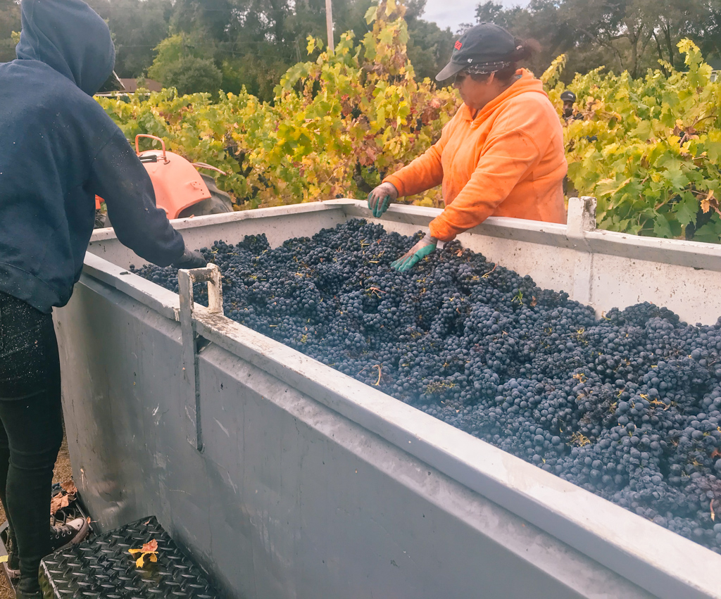 For #FarmerFriday we’re flashing back to harvest on the Colombini Vineyard, and we can’t help but get excited to see this beautiful fruit transformed into delicious Artezin wine.