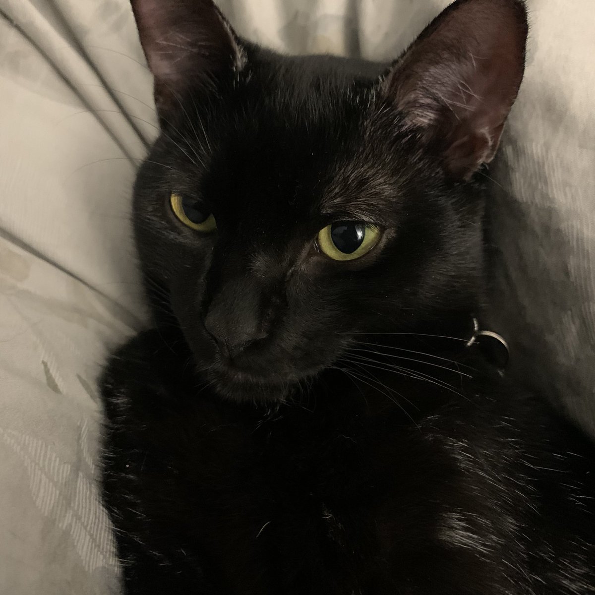 Eshore436's tweet photo. @sarahmcgphoto This little baby is Sabrina and her favorite activities include playtime, napping, and judging me from across the room https://t.co/JVbNE22BSk