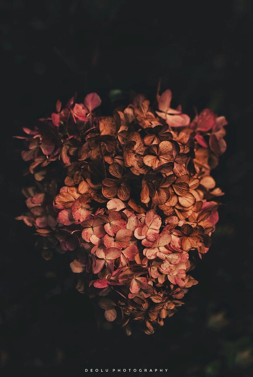 2019 has been my best year since I started photography. So here& #39;s a thread of all the pictures I have taken this year. You can save any of the pictures and also share with your family and friends.