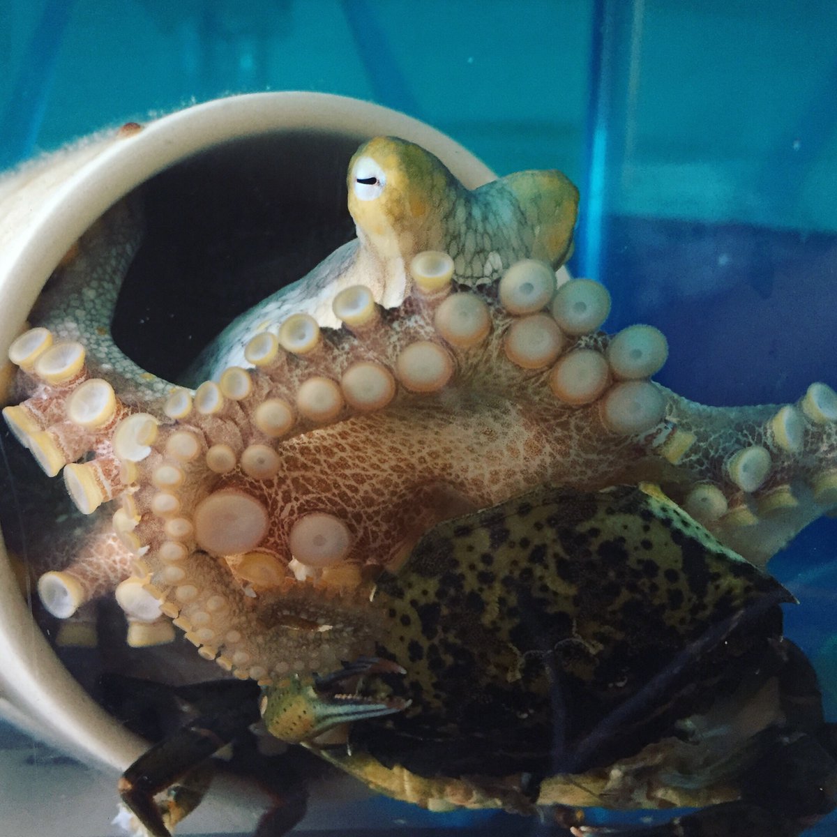 The Octopus bimaculoides is native to the coast of California, not to be confused with its larger cousin Octopus bimaculatus (which would be too big to fit in this coffee mug 🤪) 🤩🐙