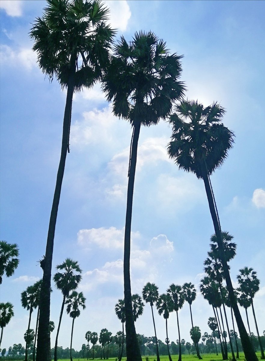 #ของขวัญปีใหม่จากนุชให้นุชDay3
 มาแว้ววว  .... น้ำตาลโตนด แท้ 100%
ส่งตรงจากเพชรบุรี 1 กระปุก (0.5กก.)

🎇🎄.. HNY 2020 🎊🎉
ขอ.. 3 แท็ก... รีทวิต + รีพลาย
📢 สุ่ม ผชด วันจันทร์ 16 ธ.ค. 62 จ้า

#เป๊กผลิตโชค
#PeckPalitchoke
แท้ๆ ไม่ปนชวิงๆ😁 เพราะนุชขายอยู่55