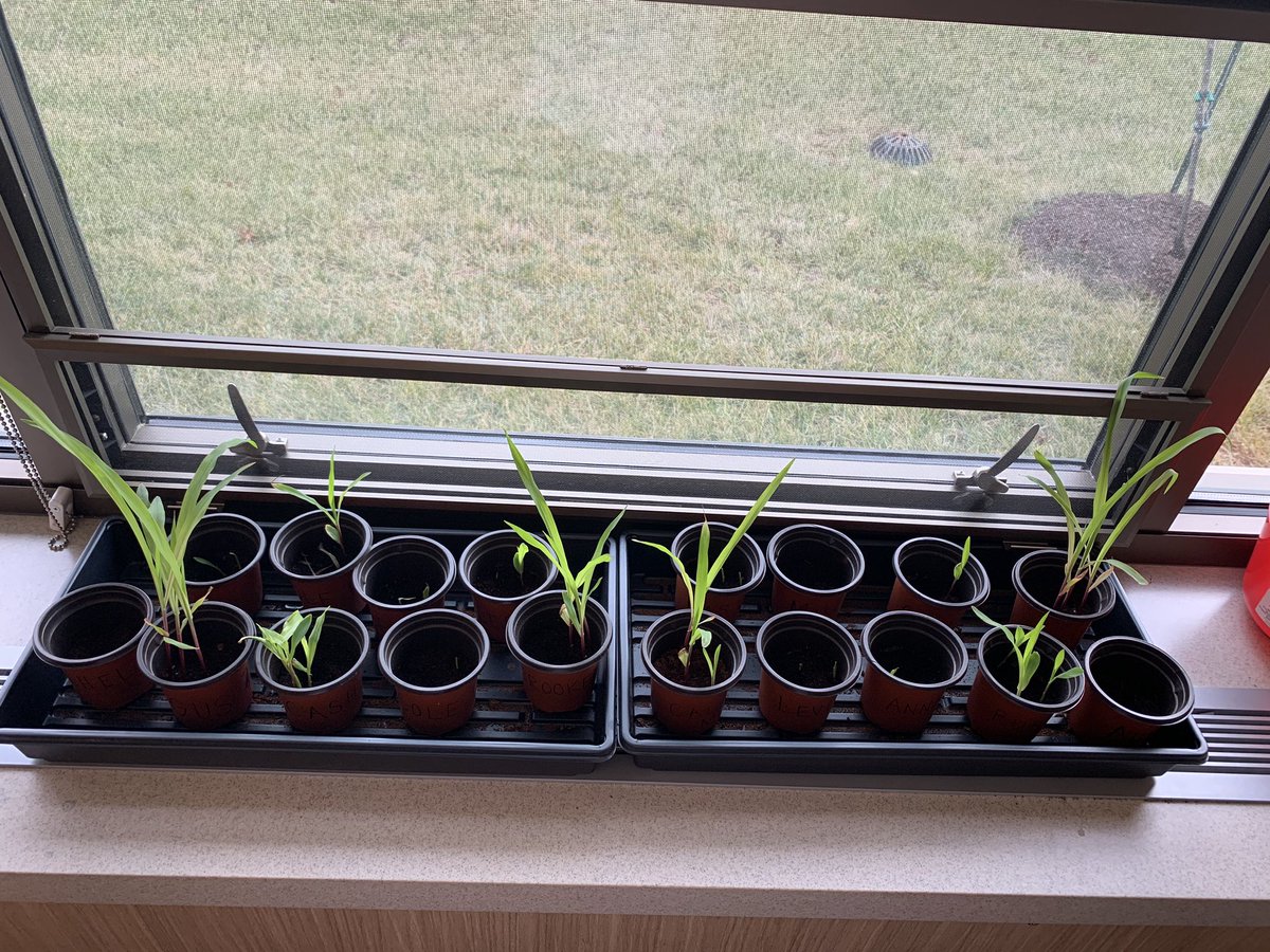 WSEDeTerra's tweet photo. Corn Update! All but one has sprouted! 🌱🌽 @kscorn #Agriculture #agricultureeducation #corn #cropproduction #4thgrade #5thgrade https://t.co/UimRSVzj3g