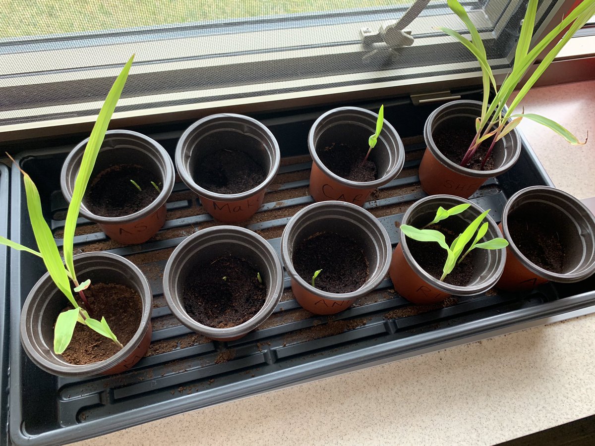 WSEDeTerra's tweet photo. Corn Update! All but one has sprouted! 🌱🌽 @kscorn #Agriculture #agricultureeducation #corn #cropproduction #4thgrade #5thgrade https://t.co/UimRSVzj3g