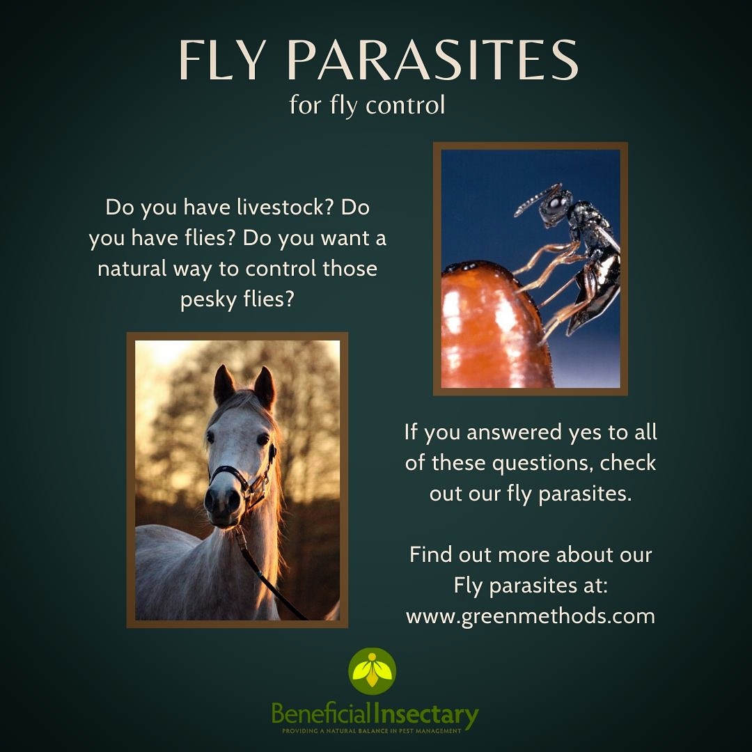 Today is National Horse Day! Do you have horses? Do you deal with filth flies? Do you want a natural way to control those flies? Check out our Fly Parasites at greenmethods.com.

#nationalhorseday #nationaldayofthehorse #horseday #beneficialinsectary #greenmethods  #horse