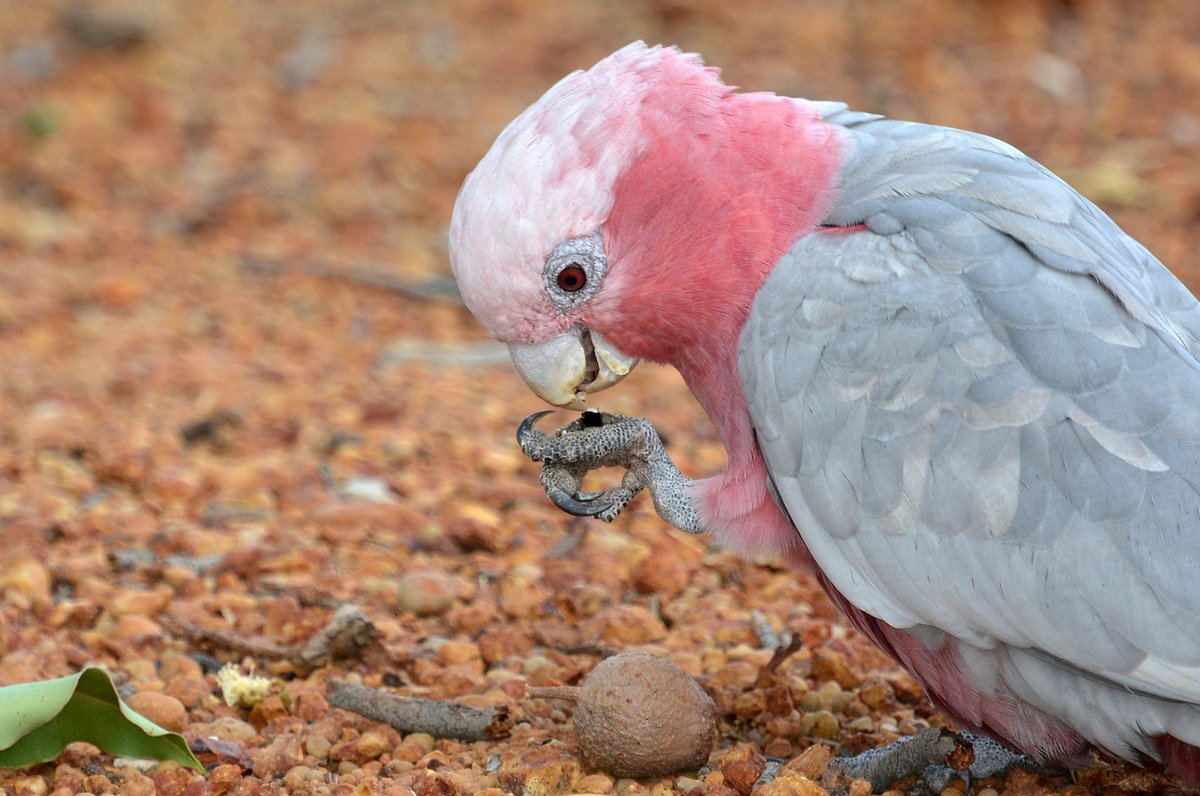 Herb endozoochory by cockatoos: Is 'foliage the fruit'? published by Austral Ecology / @EcolSocAus 

#parrots #ParrotSci #ParrotScience #ornithology #ecology #seeds doi.org/10.1111/aec.12…