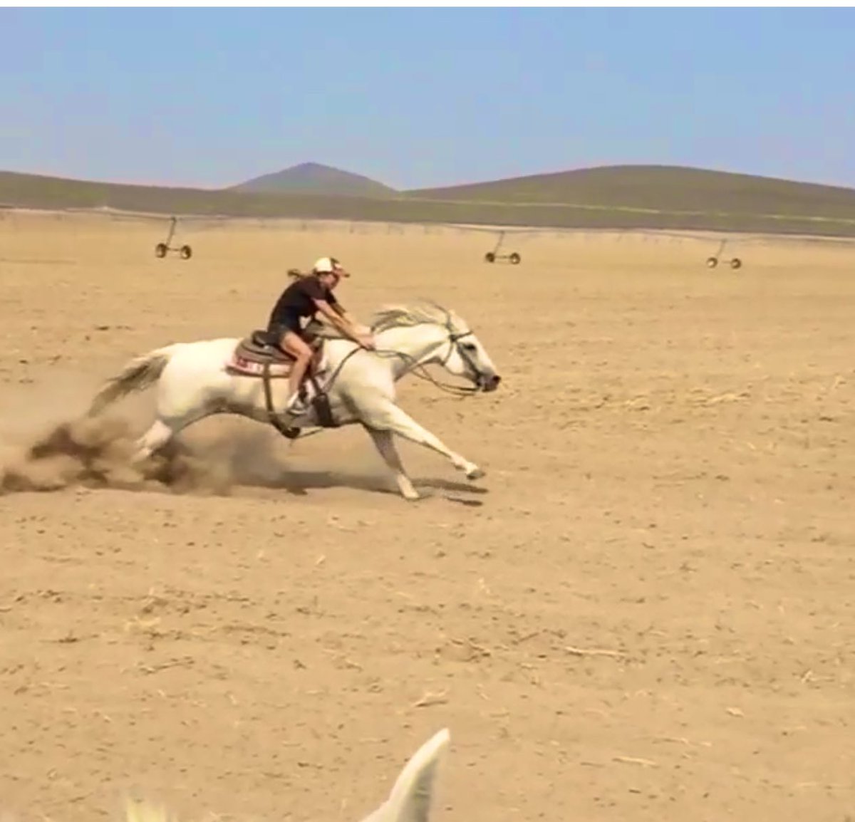 RoryScilacci's tweet photo. It’s that special day boys and girls it is frickin national horse day 🤣 https://t.co/Kc8OZVKypL