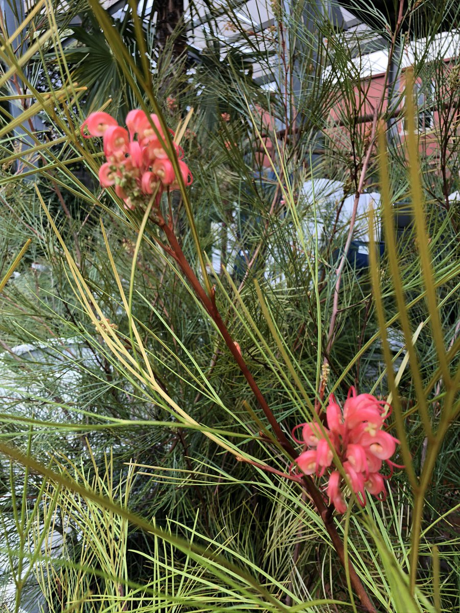 Flora Grubb Gardens tweet media