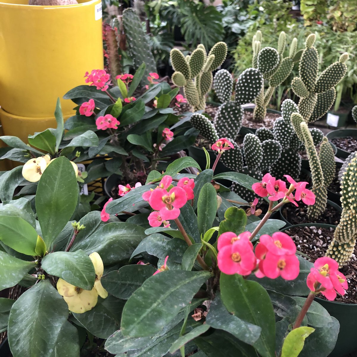 Flora Grubb Gardens tweet media