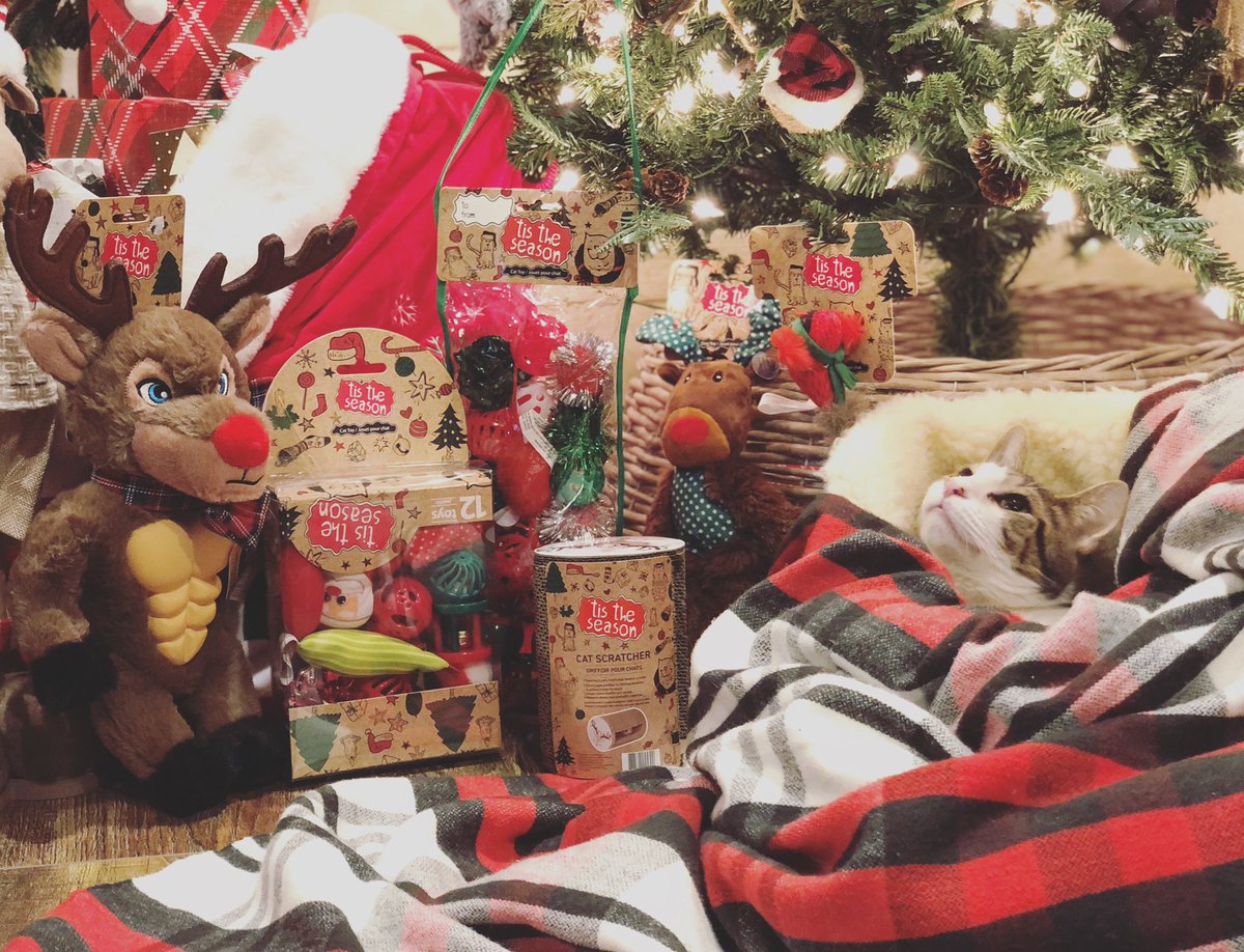 Rockyonwheels's tweet photo. Shopping at @PetValuUS ! Can we just take a minute to appreciate the 6 pack deer ?? Lol #tistheseason #petvalue #sponsored https://t.co/uubNcT7UV0