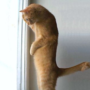 General Hux as cats (@huxascats) on Twitter photo 