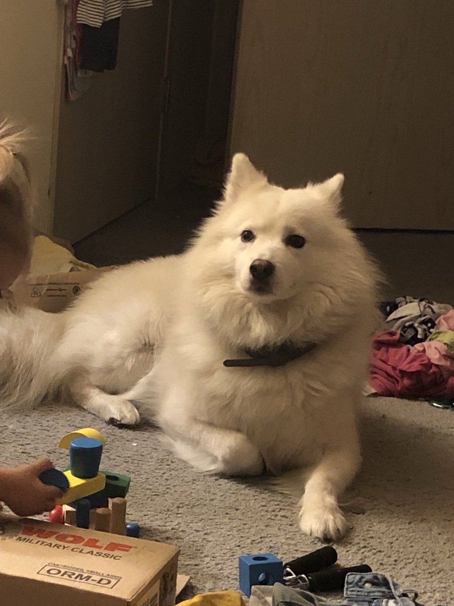 Our 1yo has decided that our American Eskimo mix dog is, in fact, a wolf. We are at the “point at animal and identify it by its sound” phase. Point at lab - woof woof. Point at cow - mooo. Point at our dog - awooooooo