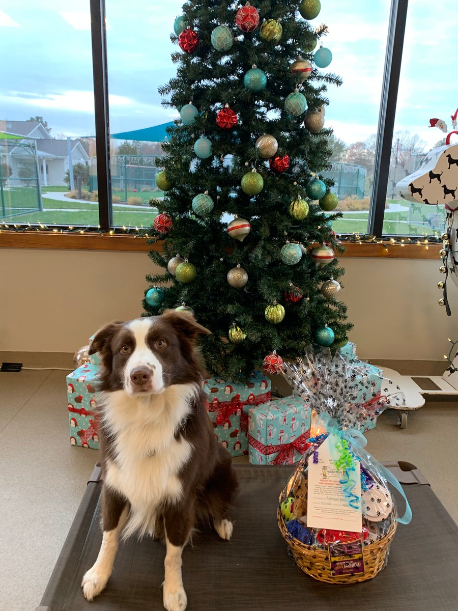 Holiday Barn On Twitter Chappie Is Super Excited About Shaheen