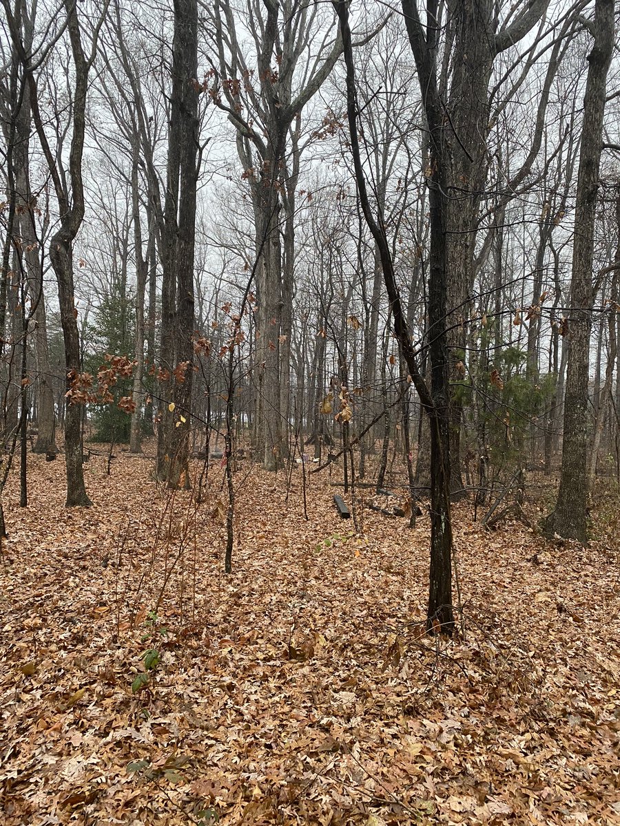 scomorrison's tweet photo. Thus ends #EDU431 #EnviroEd @elonuniversity in 2019. #forestclassroom #guardiantree #ElonEd https://t.co/8OZgrlNRAO