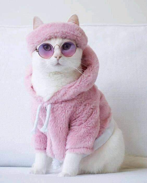 jaylonewolf577's tweet photo. My friend designed an outfit for my niece cat..... https://t.co/yGM8vWtdvu