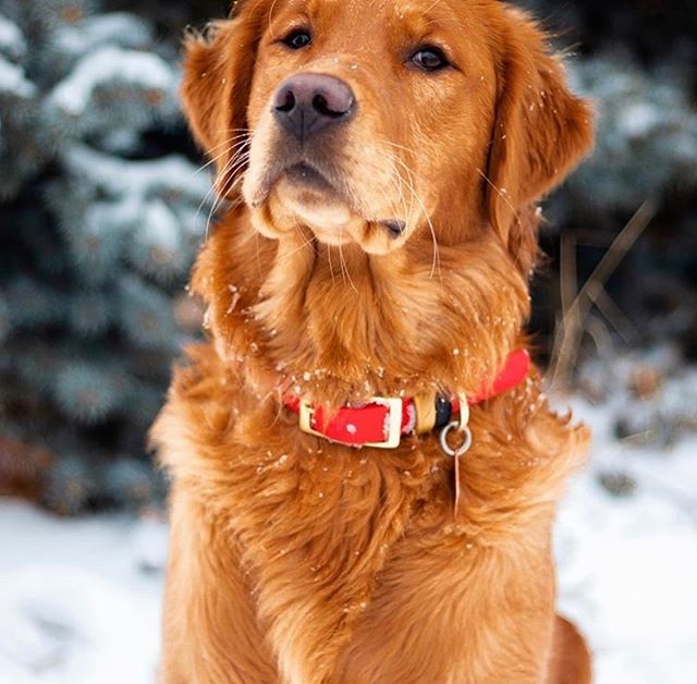 YourNanahere5's tweet image. Reposting @sbdck9:
The look - PRICELESS!! ❤️❤️❤️
.
.
The first round of Holiday Tags has officially hit the shop tonight!  See our stories for more details about the release. Happy Wednesday, y’all!
.
.
. 📷: @kipandkaan .
.
.
.
.
#goldenretriever #goldengram #ruffpost
