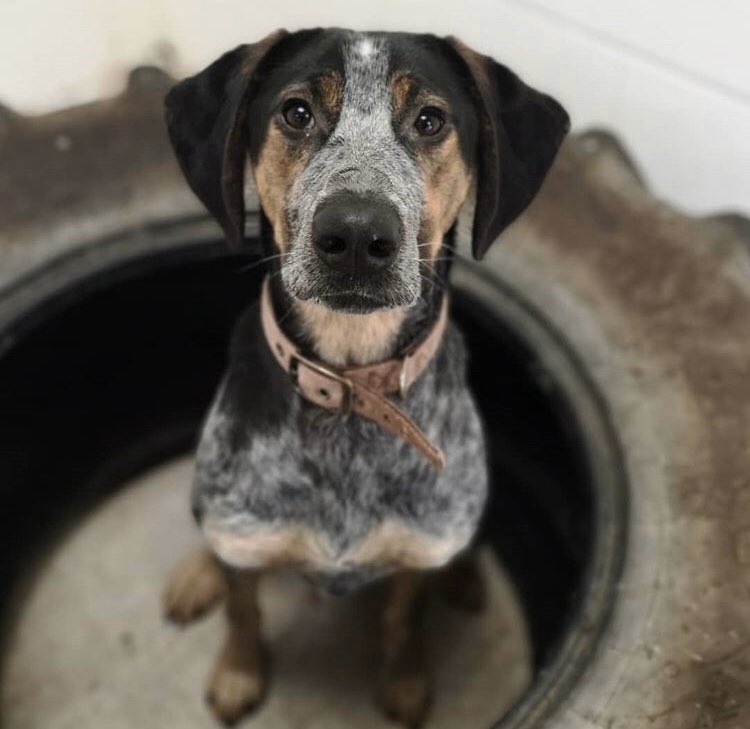 oaktreeanimals's tweet photo. Willow loves to spend time in our indoor run when it's wet and windy outside 💦💨 #pointer #pointercross #crossbreed #rescuedog #cumbria #carlisle #adoptdontshop https://t.co/1HBzuuLkve