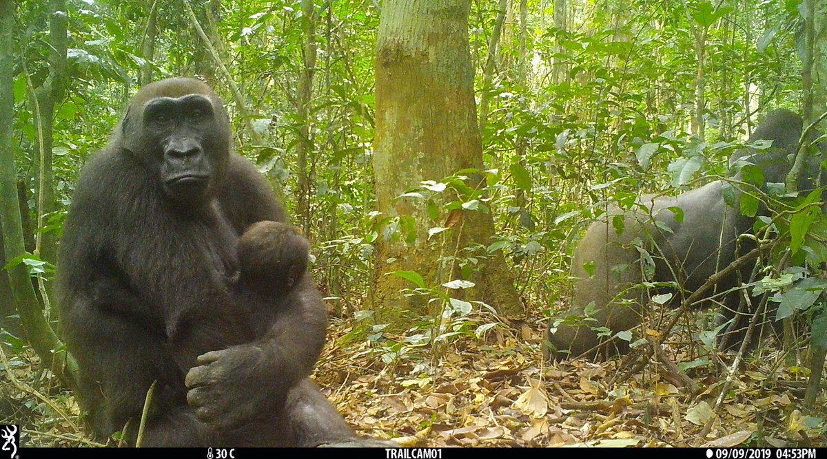 EdMitchard's tweet photo. We had some exciting visitors to our forest degradation plots in Gabon, revealed by camera traps set by Laura Braunholtz (PhD student of @marion_pfeifer). Clearly high mammal biodiversity in this Rougier @FSC_IC logging concession!

@ERC_Research @Parcs_Gabon @LeeWhiteCBE https://t.co/IZ4lUMwEF9