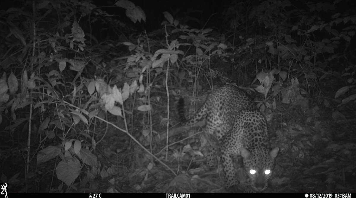Ed Mitchard 🛰️ (@edmitchard) on Twitter photo We had some exciting visitors to our forest degradation plots in Gabon, revealed by camera traps set by Laura Braunholtz (PhD student of @marion_pfeifer). Clearly high mammal biodiversity in this Rougier <a href="/FSC_IC/">Forest Stewardship Council</a> logging concession!
<a href="/ERC_Research/">European Research Council (ERC)</a> <a href="/Parcs_Gabon/">Agence Nationale des Parcs Nationaux</a> <a href="/LeeWhiteCBE/">Prof. Lee White CBE</a> We had some exciting visitors to our forest degradation plots in Gabon, revealed by camera traps set by Laura Braunholtz (PhD student of @marion_pfeifer). Clearly high mammal biodiversity in this Rougier <a href="/FSC_IC/">Forest Stewardship Council</a> logging concession!
<a href="/ERC_Research/">European Research Council (ERC)</a> <a href="/Parcs_Gabon/">Agence Nationale des Parcs Nationaux</a> <a href="/LeeWhiteCBE/">Prof. Lee White CBE</a>