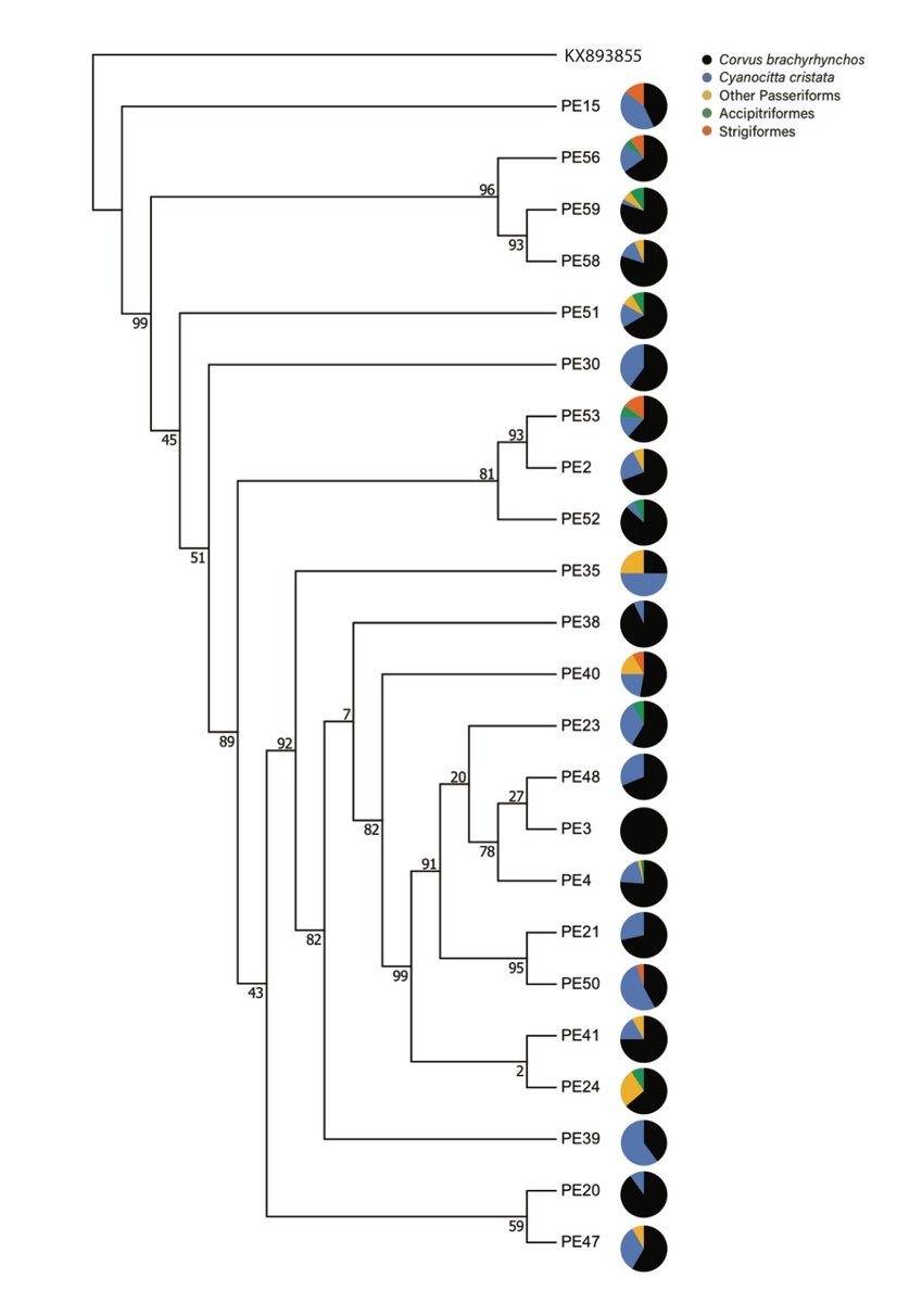 CohanLab's tweet image. Our lab’s modest foray into the Global Virome Project. An approach to explore ecological diversification within virus species. We argue that virus lineages within a species that prefer different hosts may differ in likelihood to spillover to humans. tinyurl.com/vbx9e9c