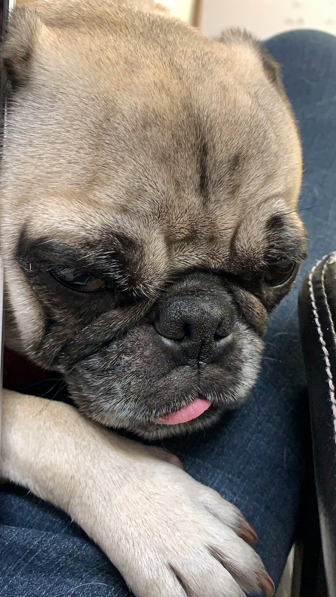 ryanklimt's tweet photo. #PugFriday https://t.co/4gFeQTW41W