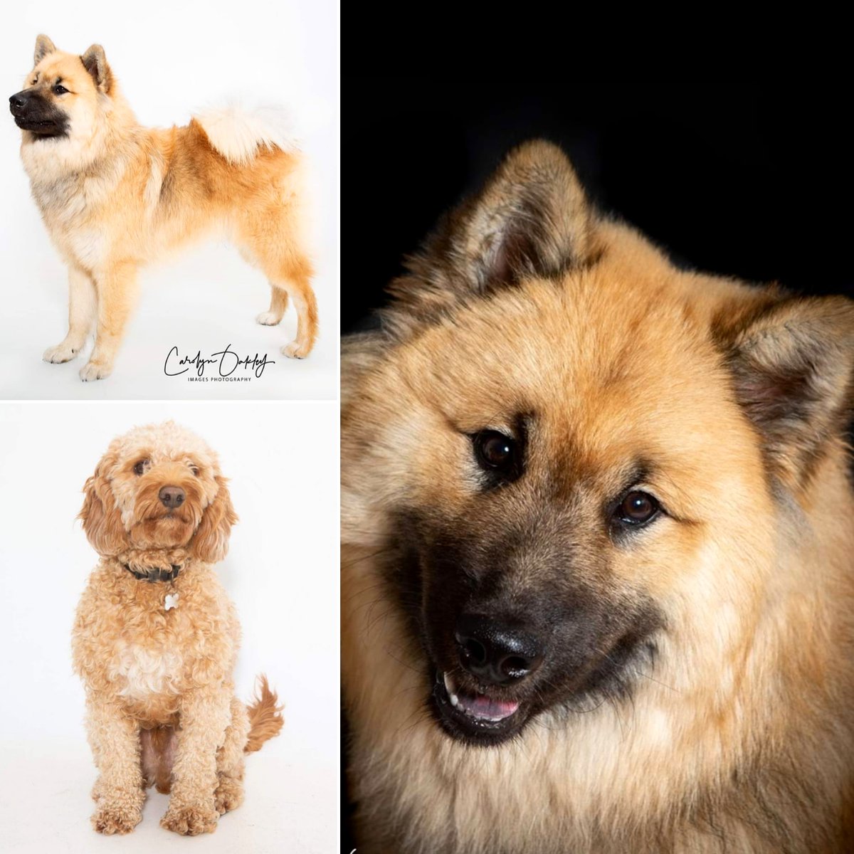 Our Christmas Special Offer is available for dogs too. £50 for a studio shoot including 10 digital images.  This offer is only available until Christmas Eve.  Gift Voucher valid for 6 months.