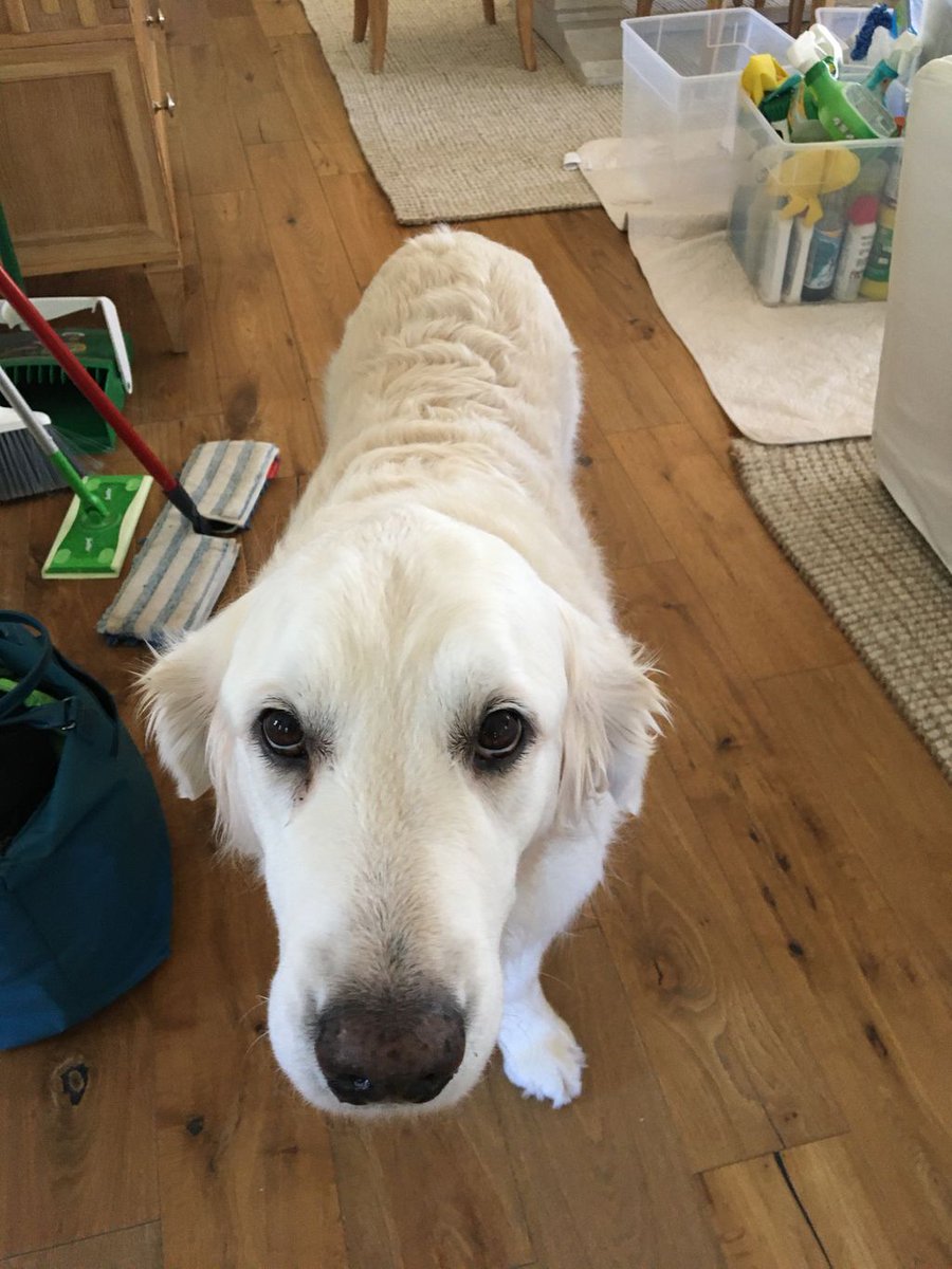 3eOrganizing's tweet image. Ok Friday! Let’s do this! I love what I do. Especially when I get to spend the day packing with my sweet client’s awesome doggo, Brewer. He’s the best puppers!
#organizedmove