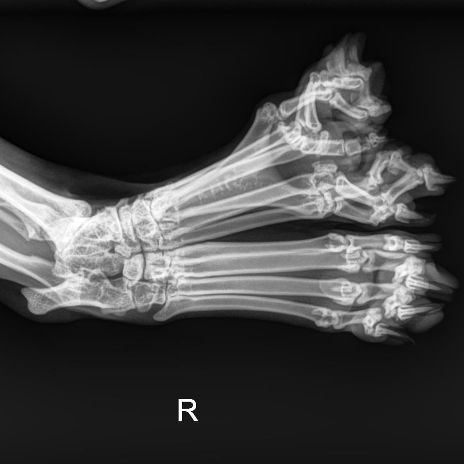 Meet, Clubby! Don't worry, your eyes aren't seeing double (or triple). Clubby has three paws on one leg! One of our technicians was recently adopted by this sweet cat &amp; brought him in to check on his abnormal foot. Beyond being a little different, his paws are perfectly fine! 🐾